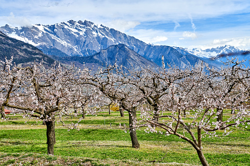 Castalla, Alicante, Spain, February 7, 2024: Almond tree with white flowers in a tilled field with mountains in the background