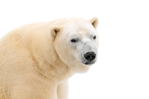 nahaufnahme eines weißen eisbären - polar bear bear white close up stock-fotos und bilder
