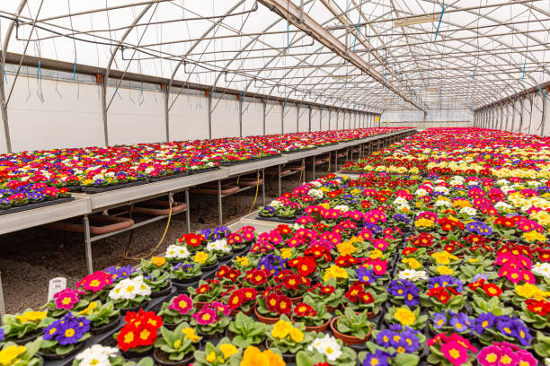 Multi-colored flowers