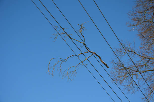 ramo caduto si trova su fili ad alta tensione. c'è il rischio di interruzione e cortocircuito dell'approvvigionamento elettrico alle famiglie e ai punti di consumo dopo un forte sfogo. cielo blu - tree broken branch dividing foto e immagini stock