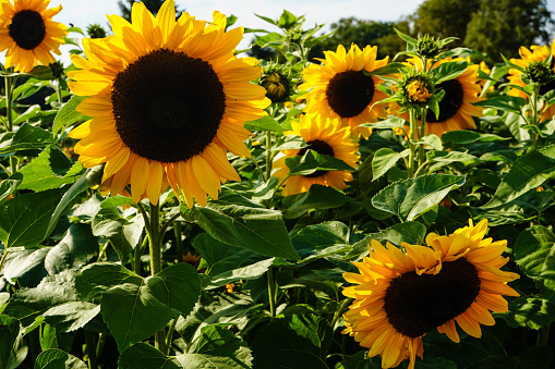 Sunflowers and sunflower seeds