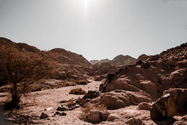 シナイ砂漠の奇妙な形の砂岩岩。ハマダ砂漠の風景。エジプト。南シナイ。ワディ・ガザラ - 荒野 ストックフォトと画像