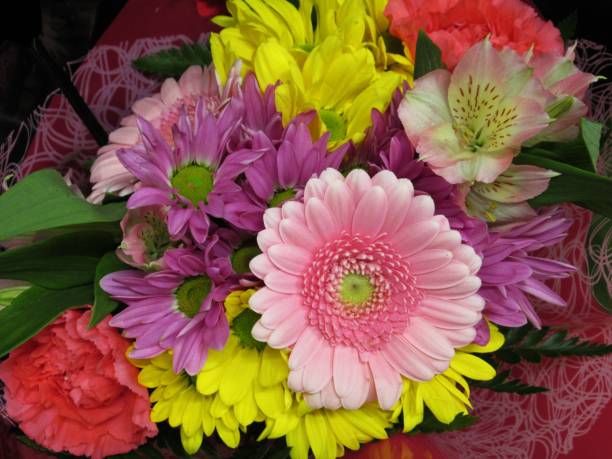 istock Pretty Bright Closeup Colourful Daisy Flower Bouquet 1303333743