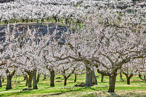 Pear flowers tree orchard at sunlight.