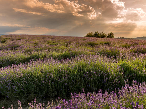 istock Lavender field landscape on hills 1303334047