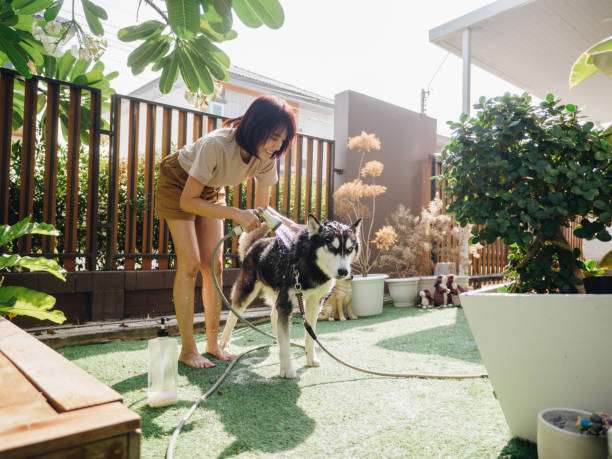 istock Female shower her dog. 1303336247