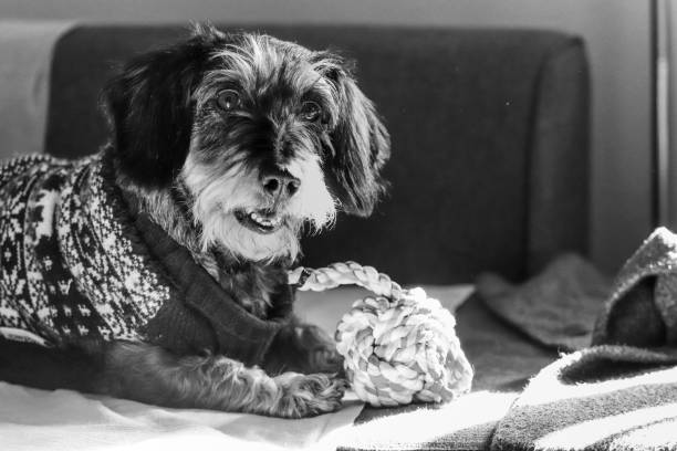 istock Dog playing with toy in the couch 1303336587