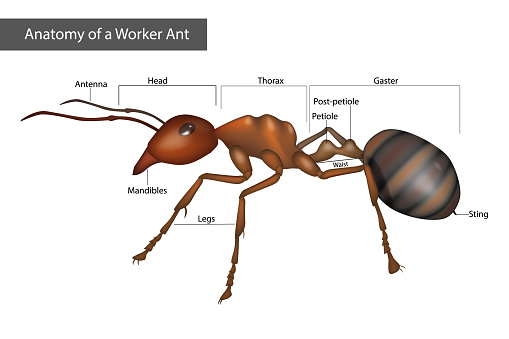 External Anatomy of a Worker Ant. Body structure. Diagram
