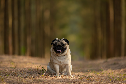 Happy dog pug breed sitting and smile in Pine forest