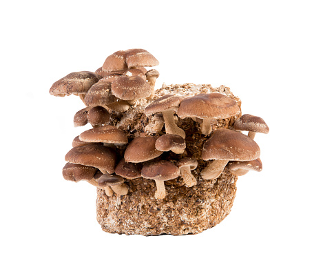 Group of edible Shiitake mushrooms, Lentinula edodes growing on log, isolated on white background. Studio shot, copy space.