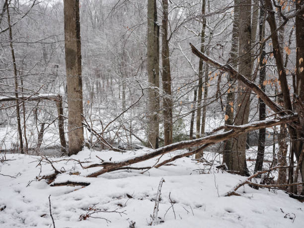 Misty and foggy snow covered forest