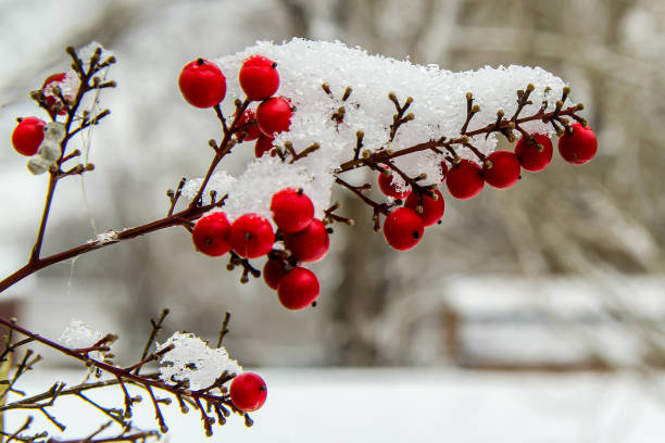 holly berries na neve - vibrant color forest ice snow - fotografias e filmes do acervo