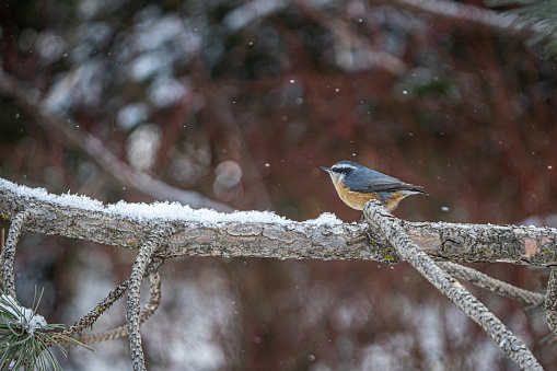Bird - Bluetit on winter background, winter time Poland Europe