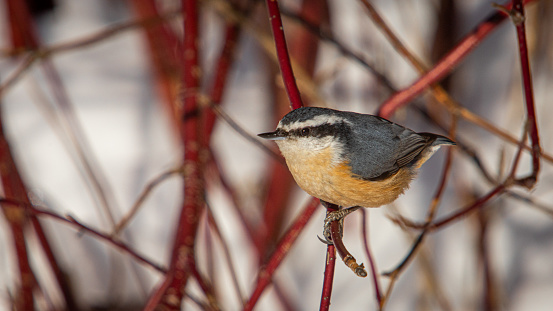 Red-breasted nuthatch in the boreal forest in winter.