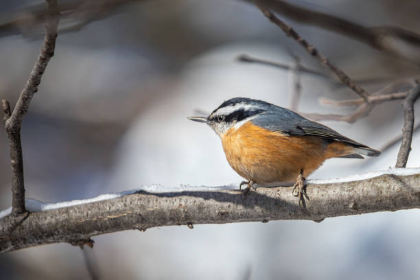 istock Red-breasted sittelle, (Sitta canadensis), Red-breasted Nuthatch in winter. 1303341357
