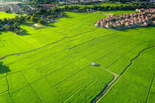 istock Land plot, green field and house in aerial view. 1303341513