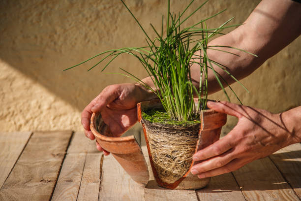 Broken clay pot on wooden boards in the sun. Inside the pot grows a chive plant (Allium schoenoprasum) showing its roots Madrid. Spain. February 19, 2021. Broken clay pot on wooden boards in the sun. Inside the pot grows a chive plant (Allium schoenoprasum) showing its roots spanish flower pots stock pictures, royalty-free photos & images