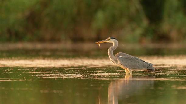 istock Grey Heron in the habitat catches fish. Ardea cinerea 1303342445