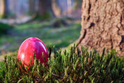Red easter egg on moss ground, big tree trunk in the background. Easter in the forest.