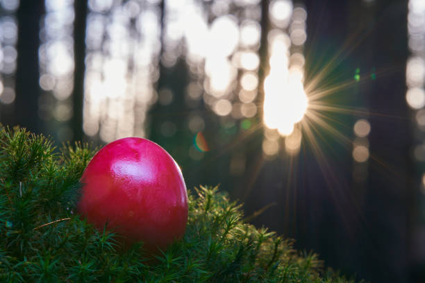 One red easter egg on mossy ground in the forest. Sunset, Lens flare. front view. One red easter egg on mossy ground in the forest. Sunset, Lens flare. front view. oxalis acetosella flowers stock pictures, royalty-free photos & images