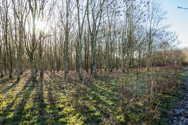 istock Sinai Park Burton on Trent England 1303343526