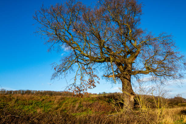istock Sinai Park Burton on Trent England 1303343640