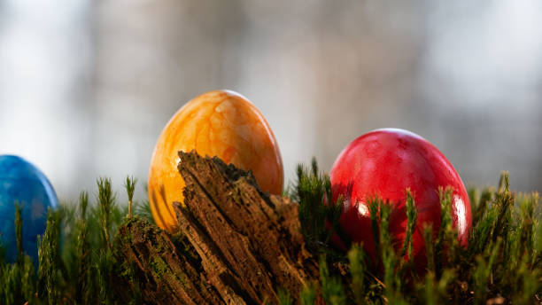 istock Focus on red easter egg, three eggs on moss ground in the foreground a broken wood. 1303343648