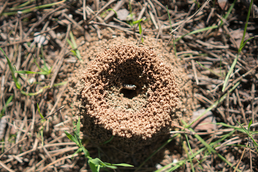At the way i saw a little ants home but no ants in forest.