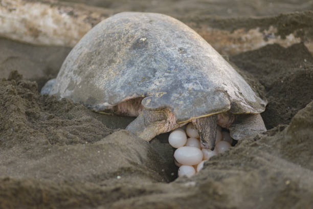nidificazione delle tartarughe - turtle young animal beach sea life foto e immagini stock