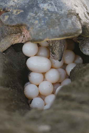 Turtles nesting during sunrise at Ostional beach in Guanacaste, Costa Rica