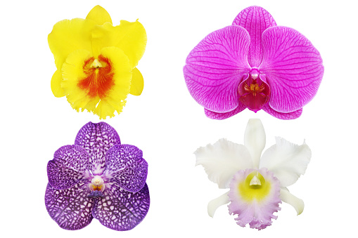 Set of Orchid Flowers Isolated on White Background with Clipping Path