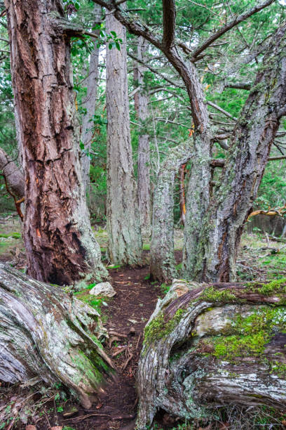 istock Multiple branches of a tree reaching out f the ground and into the forest 1303344814