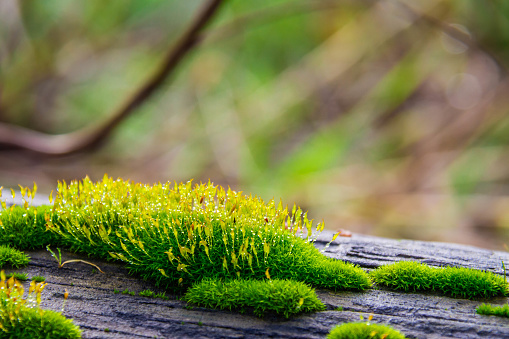 Close up of wet moss on a log with water droplets and a bokeh effect.