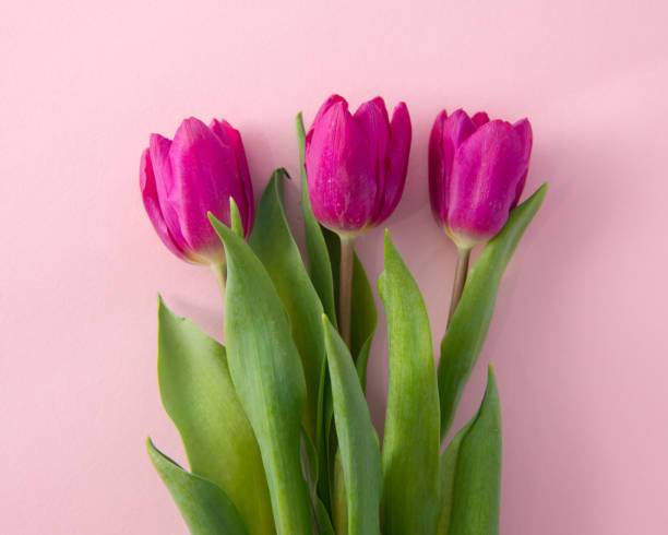 istock Pink tulip flowers 1303346217