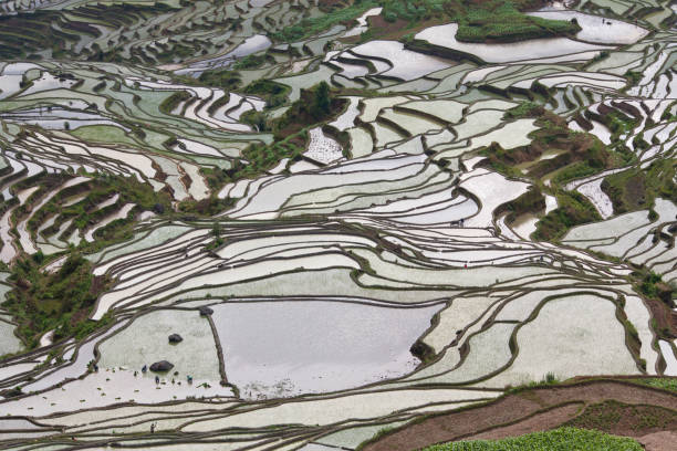 istock Terraced rice fields in Yuanyang county, Yunnan, China 1303346249