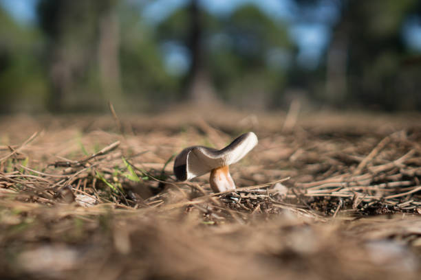 Forest edible mushrooms in the spring.