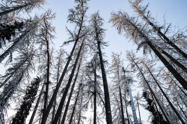istock Winter tree tops viewed looking up at sunset. Bottom view trees. Blue sky. Trunks of larches. Forest abstract background 1303346627
