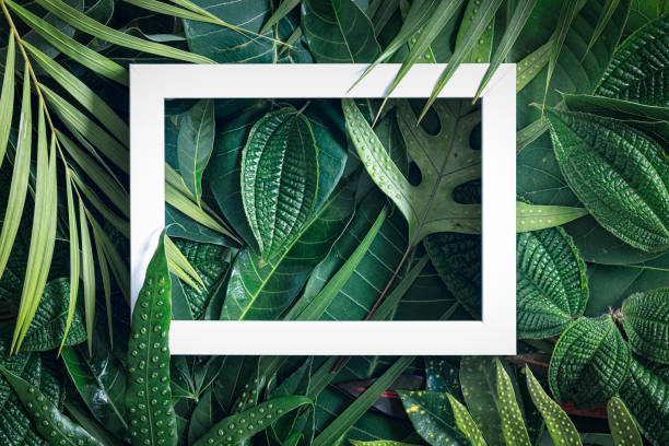 istock Tropical nature background, abstract white frame in the leaves with copy space, top view 1303346902