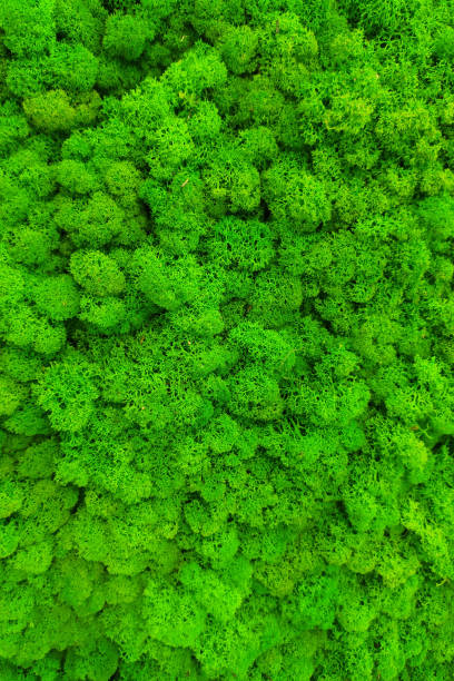 istock green preserved moss for decor in the office on the wall 1303347996