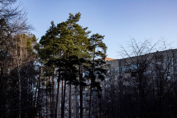istock Pine trees in the yard and a tall old residential building 1303348016