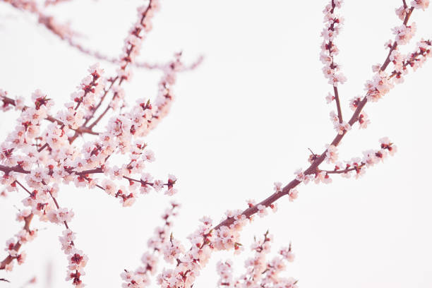 istock Branches of flowering fruit trees. Spring bloom in the garden 1303348018