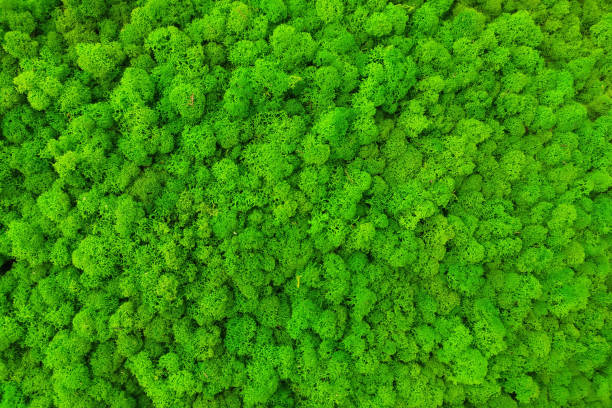 istock green preserved moss for decor in the office on the wall 1303348044