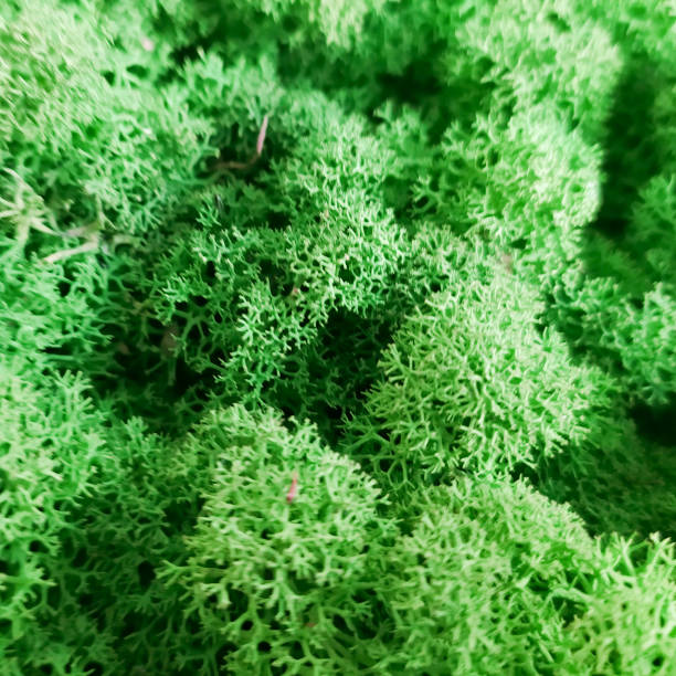 istock green preserved moss for decor in the office on the wall 1303348076
