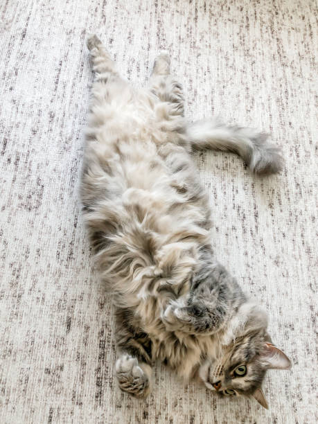 istock cute tabby cat lies on his back on the rug 1303348149
