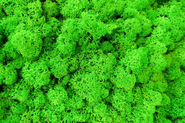 istock green preserved moss for decor in the office on the wall 1303348266