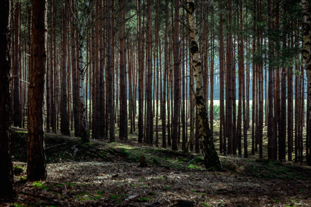 A forest landscape filled with trees stock photo