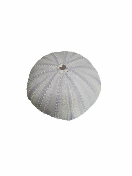 Sea urchin It is shaped like a dome with many colors. on a white background.
