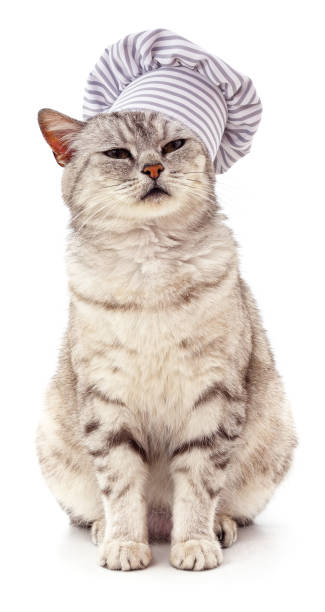 istock Gray cat in a chef's hat. 1303349640