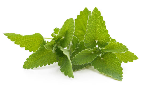 istock Green leaves of lemon balm. 1303349670