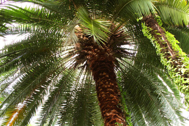 istock Palm tree in the botanical garden. Bottom view 1303350902